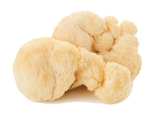 Lavlja griva
